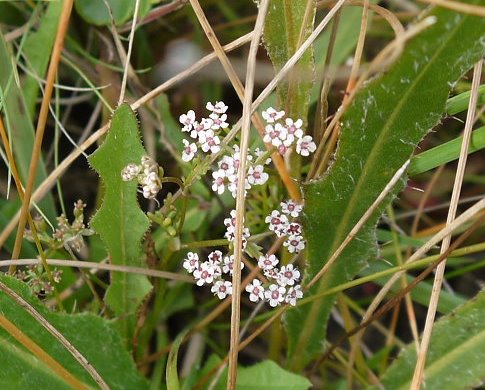 Faux-cresson de Thore Faux-cresson de Thore en fleur