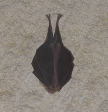 Grand rhinolophe Grand rhinolophe, chauve souris en hivernation sur la photo