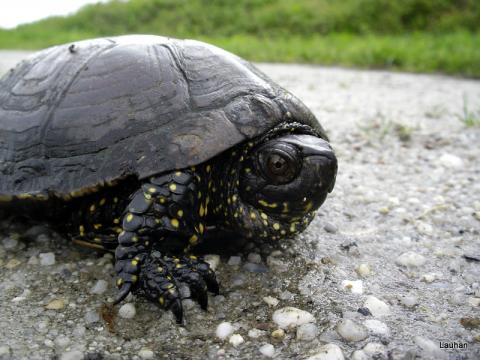 Cistude d'Europe (c)L.Pickhahn